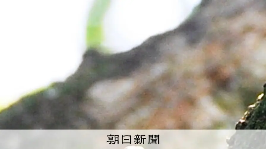 Why Japanese Ears Hear Autumn Insects as Human Voices