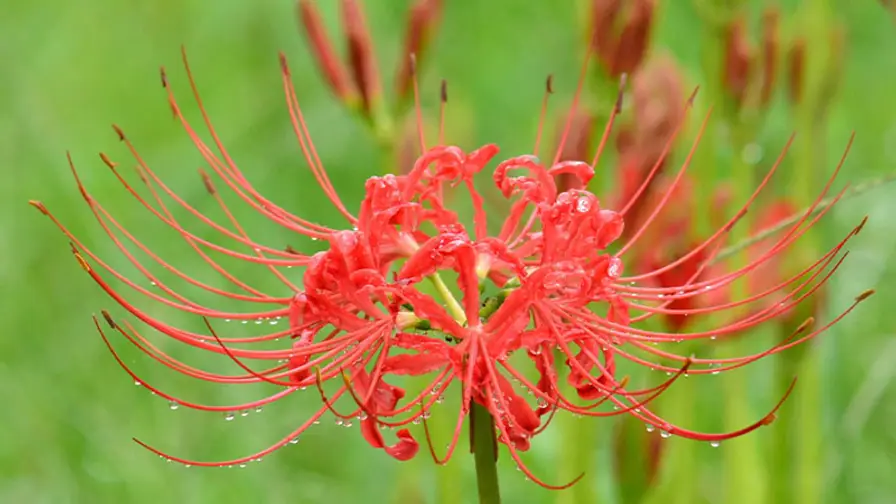 Why Red Spider Lilies Line Japan's Rice Paddies Every Autumn cover