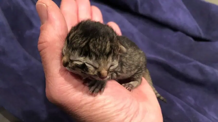 Kitten Born with Two Faces Dies After Three Days in Oregon