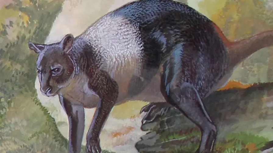 Kangaroo Thought Extinct 20,000 Years Ago Survived Until 6,500 Years Ago