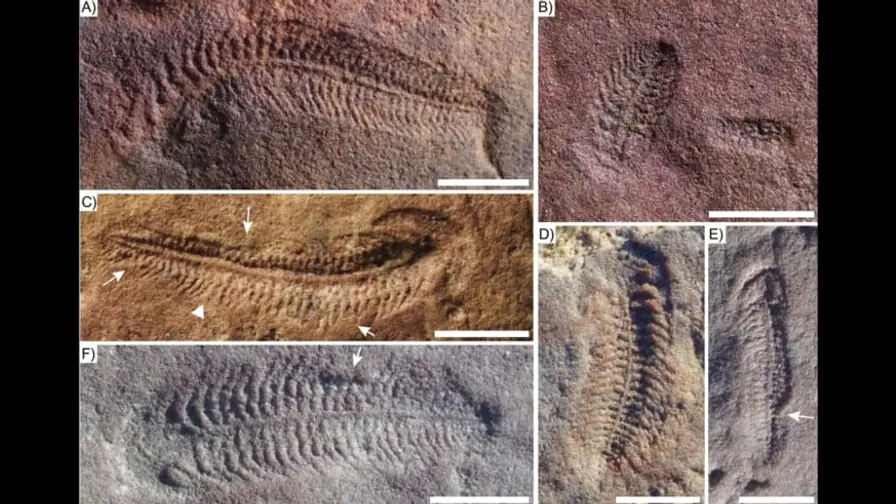 550-Million-Year-Old Fossil Reveals the Oldest Evidence of Right-Handedness