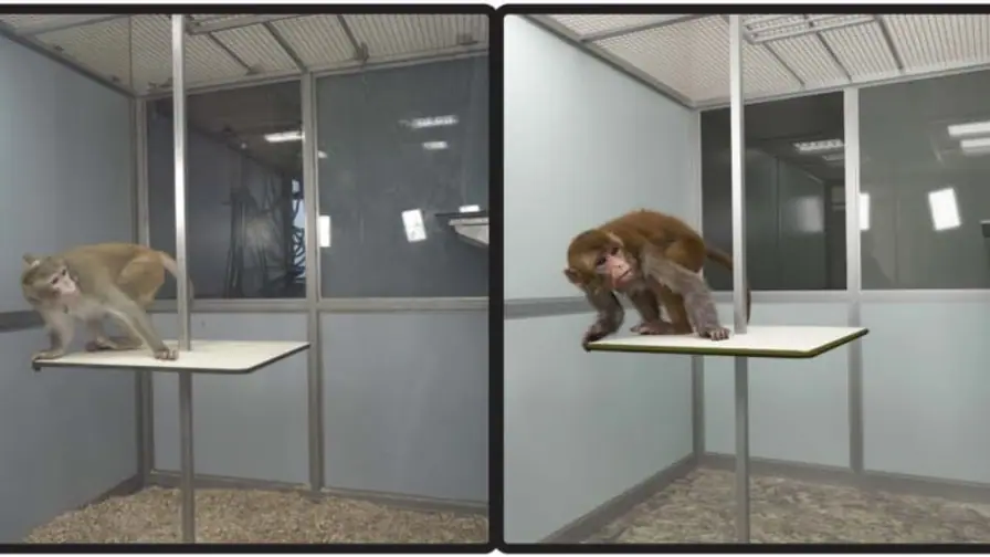 Monkeys Also Fall into the Uncanny Valley