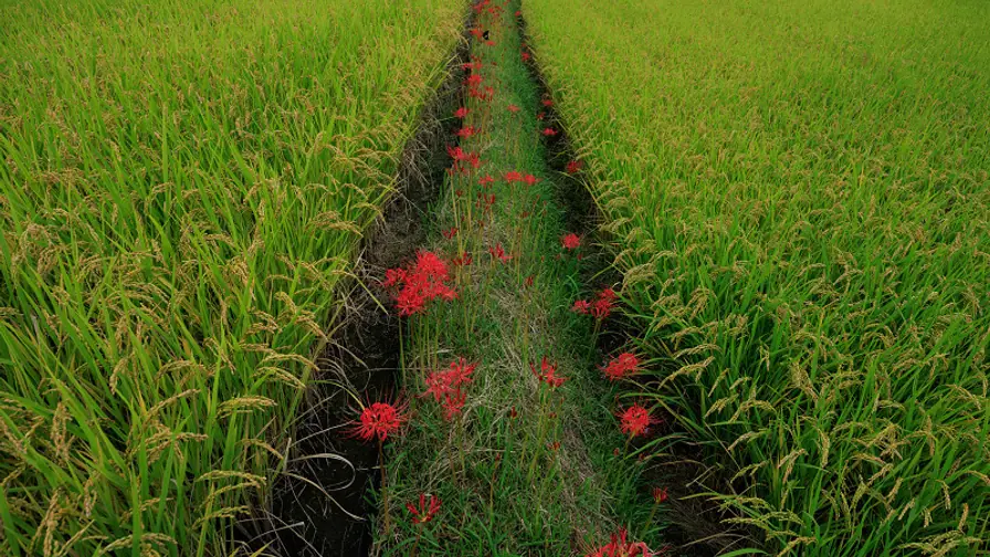Japan's Ghostly Red Lilies Were Planted to Defend the Dead