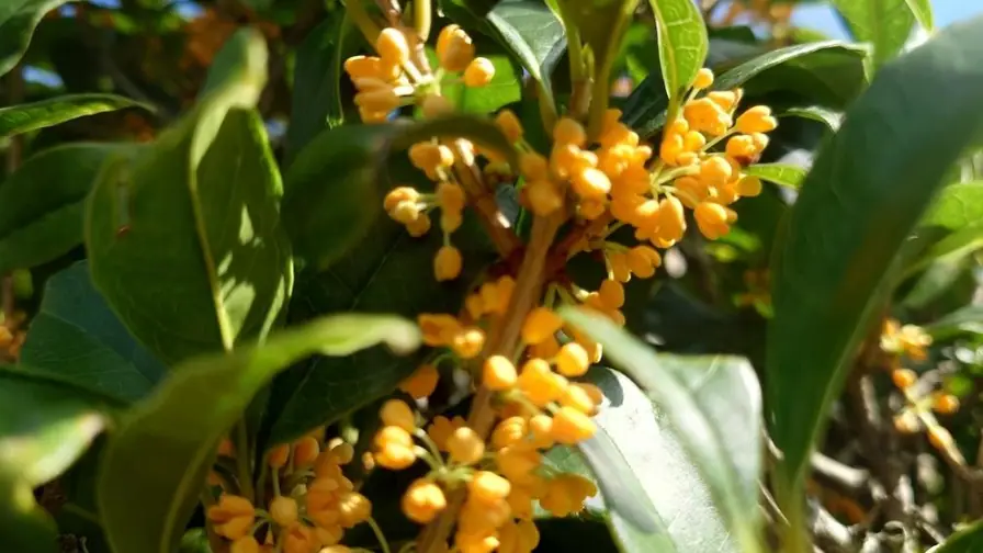Why Japan's Sweet Kinmokusei Scents Every Street at Once cover